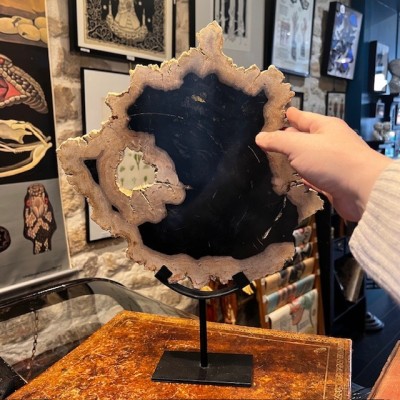 Fossil wood slice - Petrified wood from Indonesia