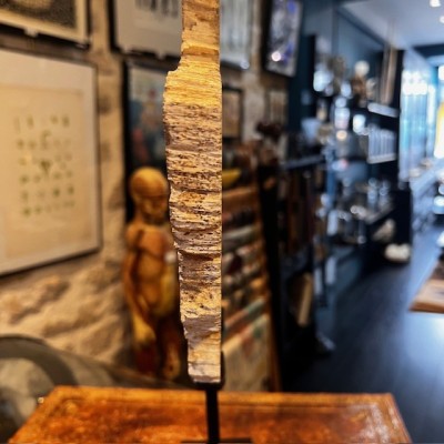 Fossil wood slice - Petrified wood from Indonesia