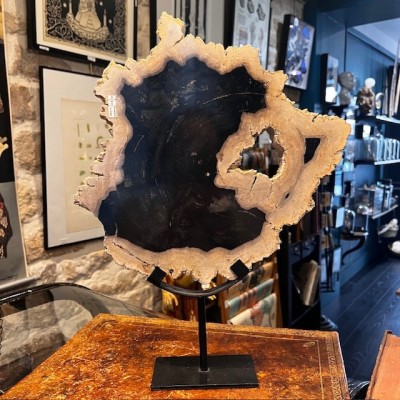 Fossil wood slice - Petrified wood from Indonesia