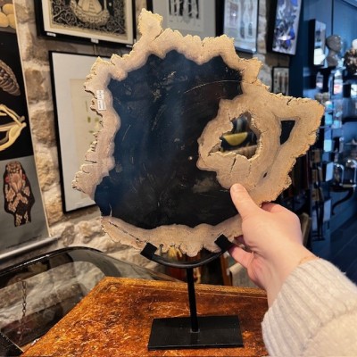 Fossil wood slice - Petrified wood from Indonesia