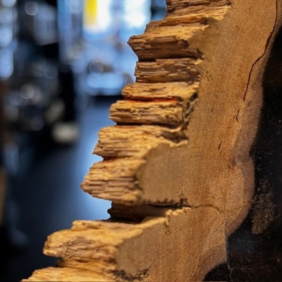 Fossil wood slice - Petrified wood from Indonesia