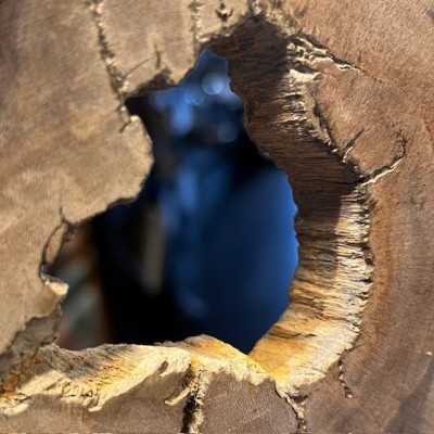 Fossil wood slice - Petrified wood from Indonesia