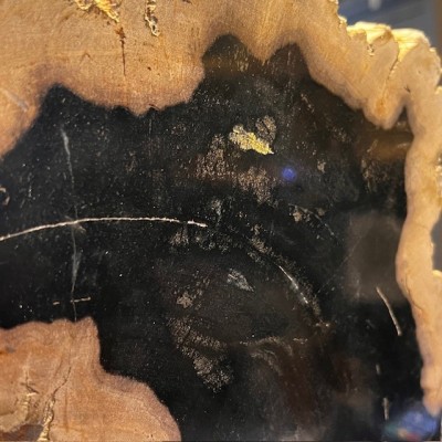 Tranche de bois fossile - Bois pétrifié d'Indonésie