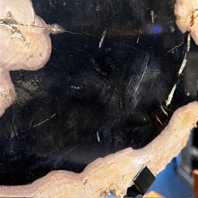 Tranche de bois fossile - Bois pétrifié d'Indonésie