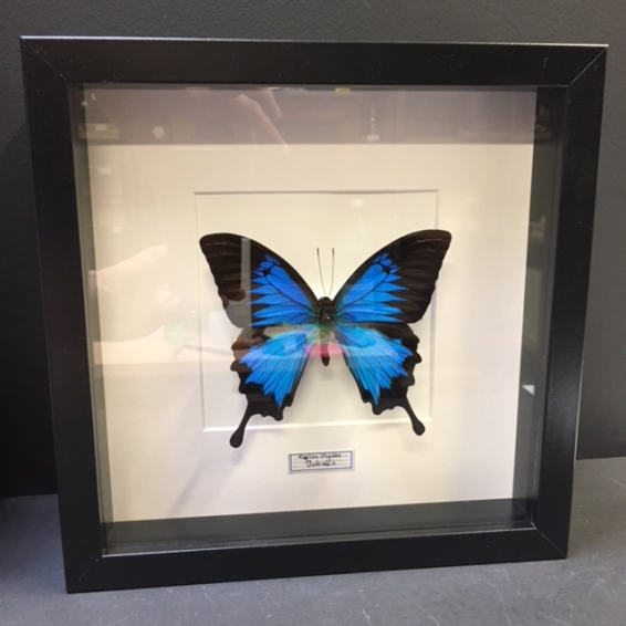 Cadre entomologique - Papilio Ulysses