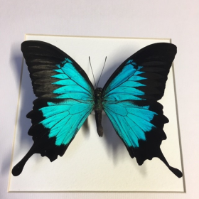 Cadre entomologique - Papilio Ulysses