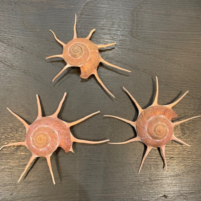 Guildfordia yoka shell - Star turban shell - Pacific