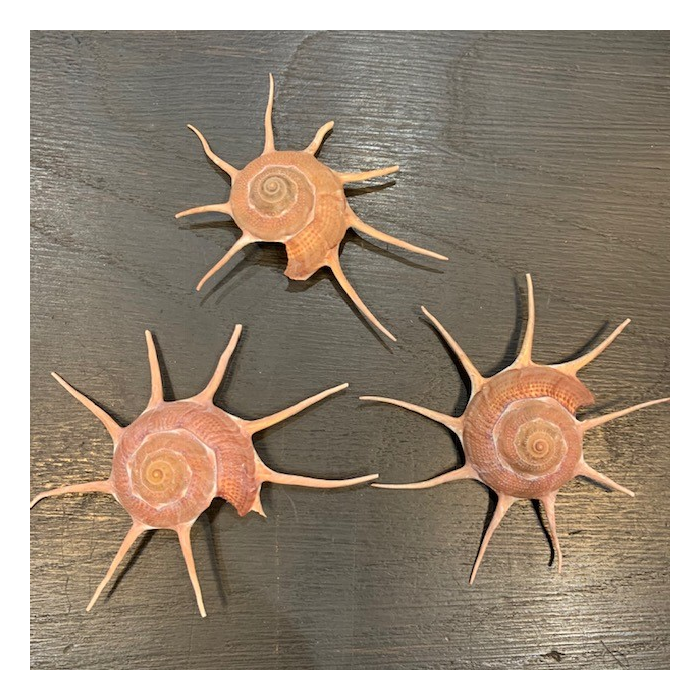 Coquillage Guildfordia yoka - Coquillage turban étoile - Pacifique