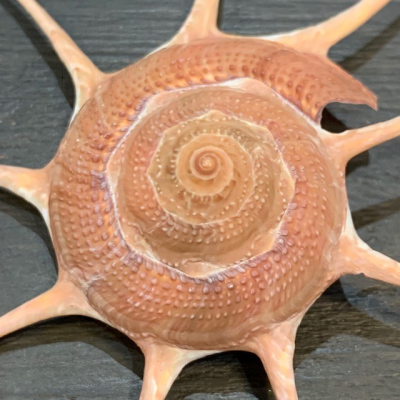 Guildfordia yoka shell - Star turban shell - Pacific