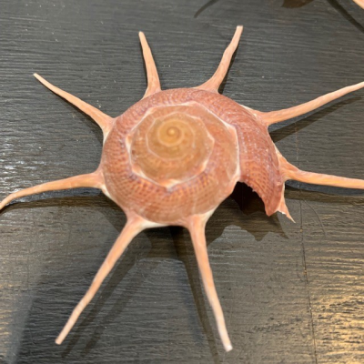 Guildfordia yoka shell - Star turban shell - Pacific