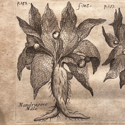 Histoire Générale des drogues - Par Pomet - Livre ancien de 1735