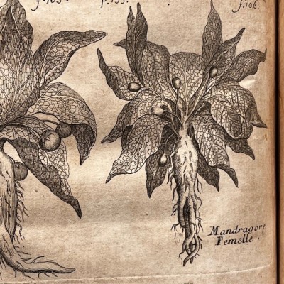 Histoire Générale des drogues - Par Pomet - Livre ancien de 1735