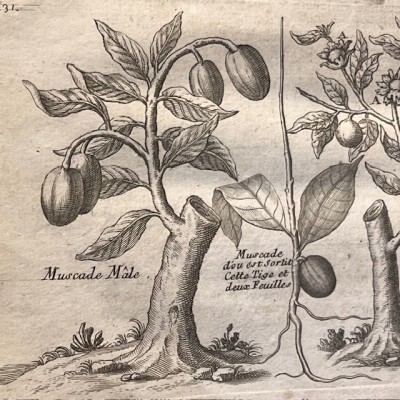 General History of Drugs - Pomet - 1735 edition 2 volumes - Apothecary