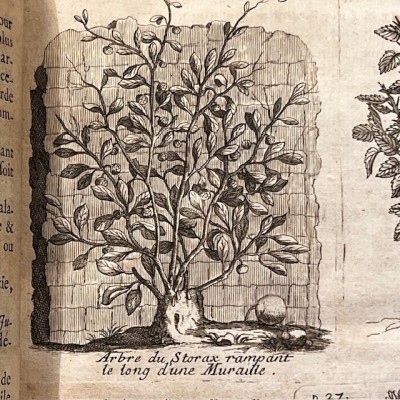 General History of Drugs - Pomet - 1735 edition 2 volumes - Apothecary