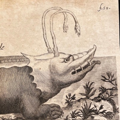 Histoire Générale des drogues - Par Pomet - Livre ancien de 1735