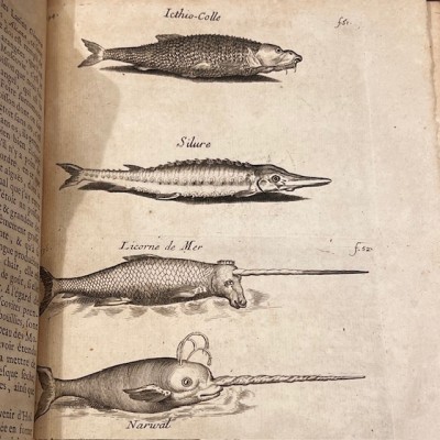 Histoire Générale des drogues - Par Pomet - Livre ancien de 1735