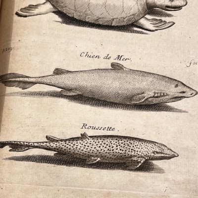 Histoire Générale des drogues - Par Pomet - Livre ancien de 1735