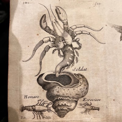 General History of Drugs - Pomet - 1735 edition 2 volumes - Apothecary