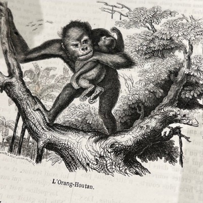 Le Jardin des Plantes - Par Boitard - Livre illustré ancien - 1851