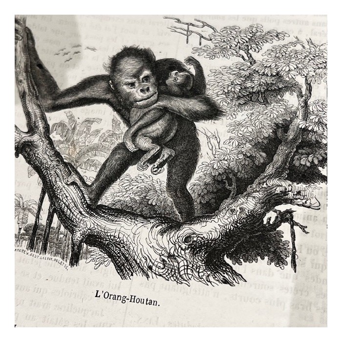 Le Jardin des Plantes - Par Boitard - Livre illustré ancien - 1851