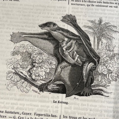 Le Jardin des Plantes - Par Boitard - Livre illustré ancien - 1851