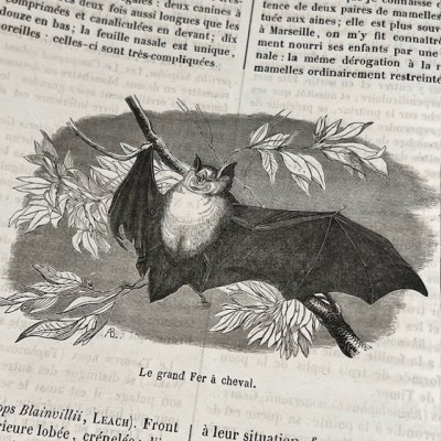 Le Jardin des Plantes - Par Boitard - Livre illustré ancien - 1851