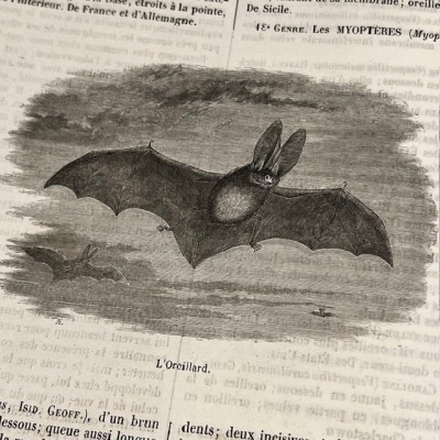 Le Jardin des Plantes - Par Boitard - Livre illustré ancien - 1851