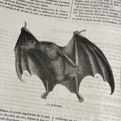 Le Jardin des Plantes - Par Boitard - Livre illustré ancien - 1851