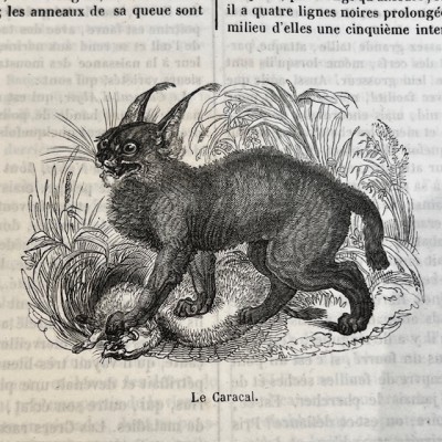 Le Jardin des Plantes - Par Boitard - Livre illustré ancien - 1851