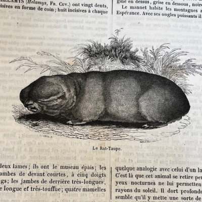 The Jardin des Plantes - By Boitard - Antique illustred book - 1851