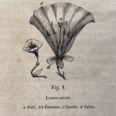 L’Herbier des Demoiselles – Botanique - Ouvrage illustré Romantique