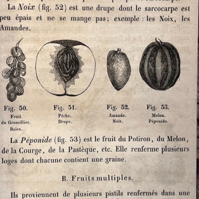 L’Herbier des Demoiselles (1857) – Botany - Illustrated book