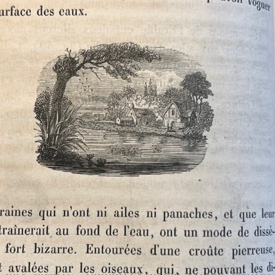 L’Herbier des Demoiselles (1857) – Botany - Illustrated book