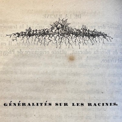 L’Herbier des Demoiselles – Botanique - Ouvrage illustré Romantique