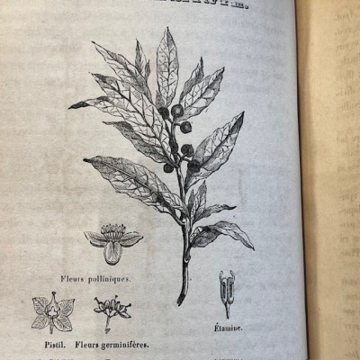 L’Herbier des Demoiselles – Botanique - Ouvrage illustré Romantique