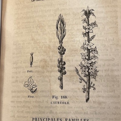 L’Herbier des Demoiselles – Botanique - Ouvrage illustré Romantique