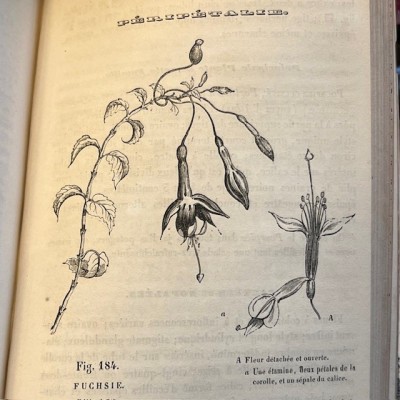 L’Herbier des Demoiselles – Botanique - Ouvrage illustré Romantique