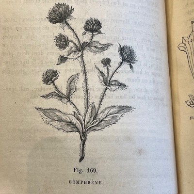 L’Herbier des Demoiselles (1857) – Botany - Illustrated book