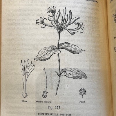 L’Herbier des Demoiselles (1857) – Botany - Illustrated book