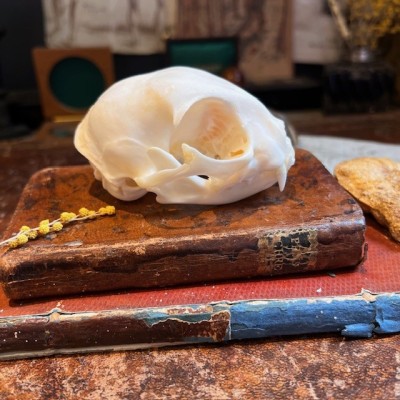 Crâne de Chat - Felis catus