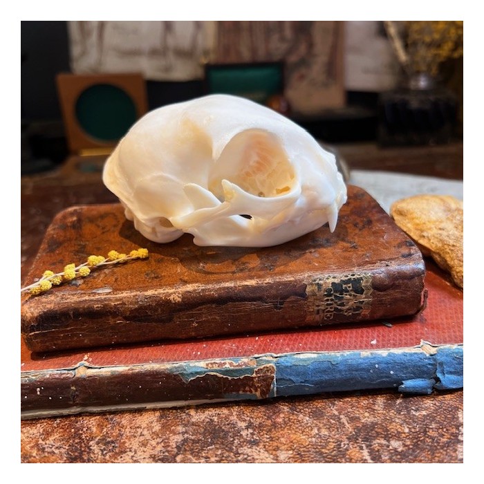 Skull of Cat - Felis catus