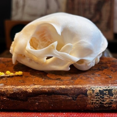 Skull of Cat - Felis catus