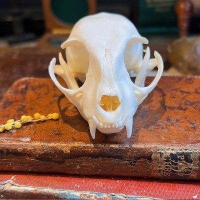 Skull of Cat - Felis catus
