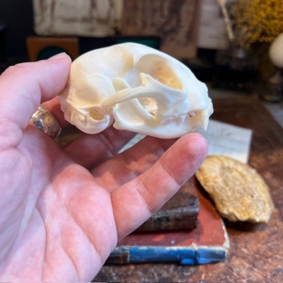 Skull of Cat - Felis catus