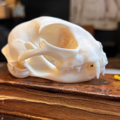 Skull of Cat - Felis catus