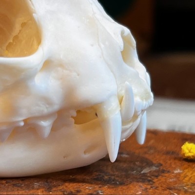 Skull of Cat - Felis catus