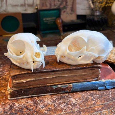 Skull of Cat - Felis catus