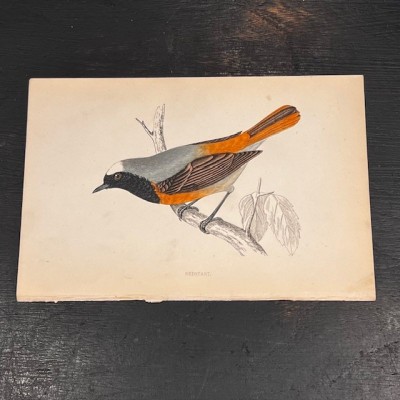 Planche - Gravure ancienne d'Histoire Naturelle (Oiseaux)