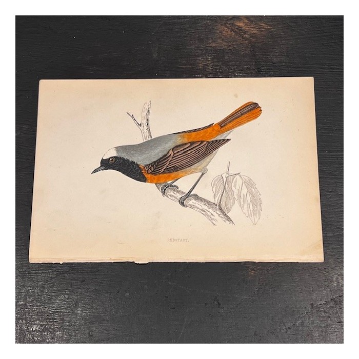 Plate - 19th century colour engraving- Birds - Ornithology by Morris