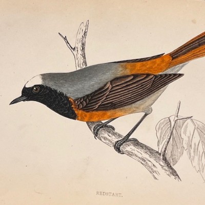 Plate - 19th century colour engraving- Birds - Ornithology by Morris